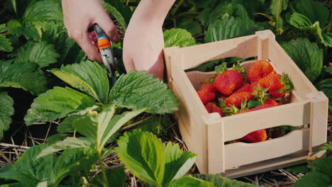 farmer carefully cuts off strawberry berries and puts in a box