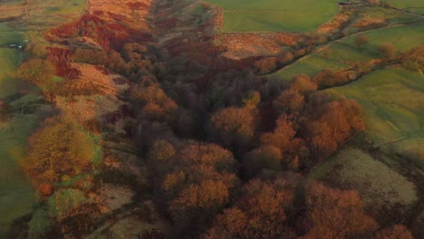 Aerial-view-of-a-lakeside-forest-from-a-drone