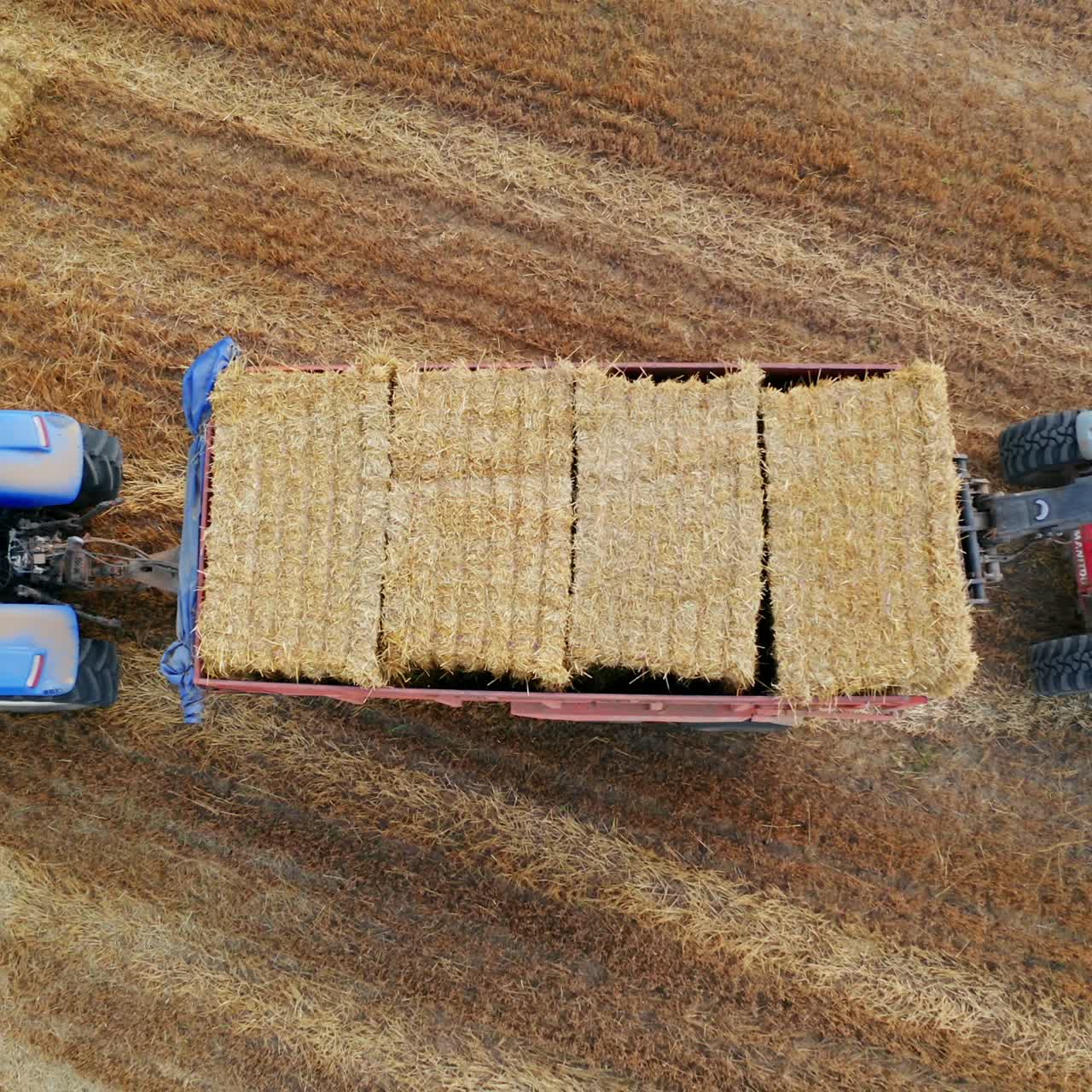 Harvesting golden ripe wheat field. Tractor farming yellow cereals