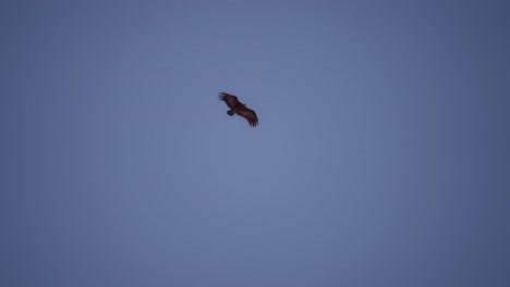 Vulture-flying-over-African-Plane-in-Zimbabwe