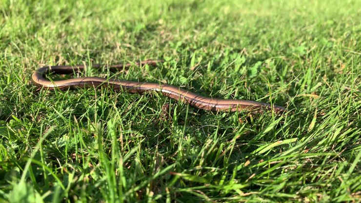 A Small Brown Snake With Black Stripes Crawling On The Grass Of Latvia - Close Up Shot