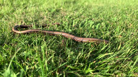 a small brown snake with black stripes crawling on the grass of latvia - close up shot