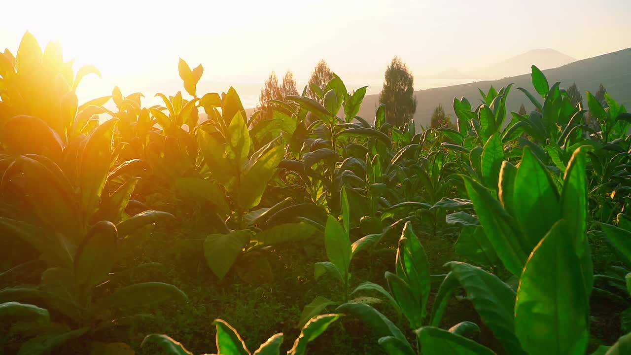primer plano de hojas verdes de la planta de tabaco contra el amanecer dorado en la mañana