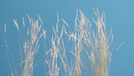 medium shot of a group of grasses waving in the breeze