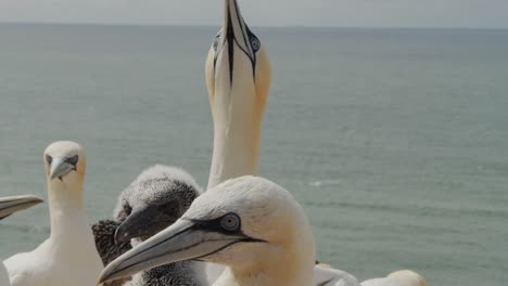 detalle de cabezas y picos de pájaros alcatraces, océano en segundo plano.