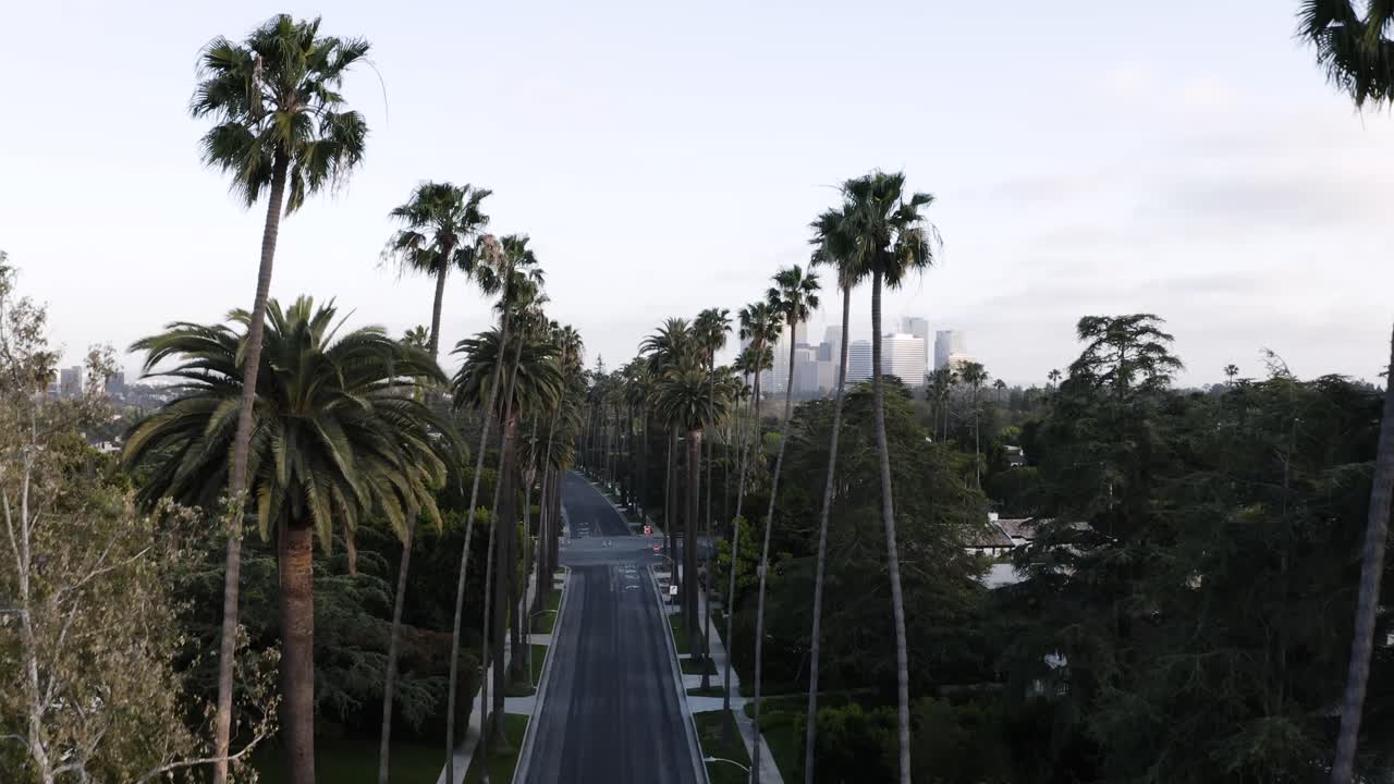 Flying up between a row of tall palm trees to reveal downtown Los Angeles in the distance