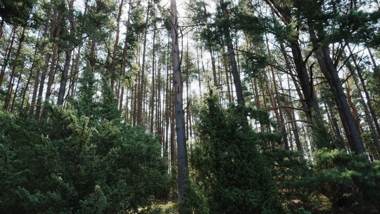 Ripresa in tilt up di una foresta boreale polacca nel distretto della Pomerania