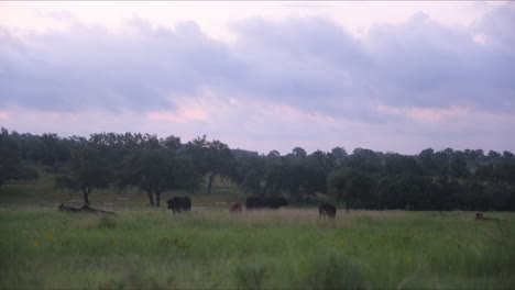 Eine-Herde-Kühe-Auf-Einer-Weide-Am-Frühen-Morgen,-Eine-Weide-Im-Texanischen-Bergland