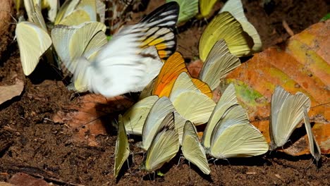 these butterflies in one frame, redspot sawtooth prioneris clemanthe, common gull cepora nerissa, orange albatross appias nero, kaeng krachan national park, thailand