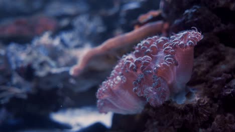 Fondo-Submarino-De-Un-Arrecife-De-Coral-Aislado,-Toma-Fija-De-Un-Espécimen-De-Coral-En-Un-Océano-Tropical