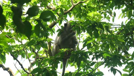 Nahaufnahme-Eines-Affen-In-Einem-Baum-In-Uluwatu,-Bali-In-Zeitlupe