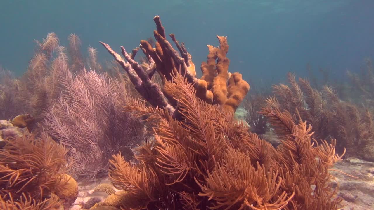 coral de cuerno de alce en aguas poco profundas