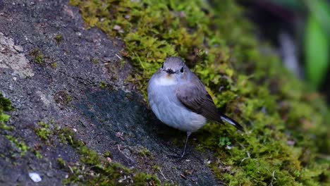 taiga flycatcher, female,