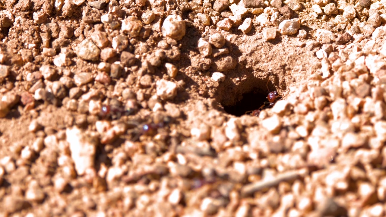 Close-up of ants moving around a small burrow entrance in rocky outback terrain, Australia.