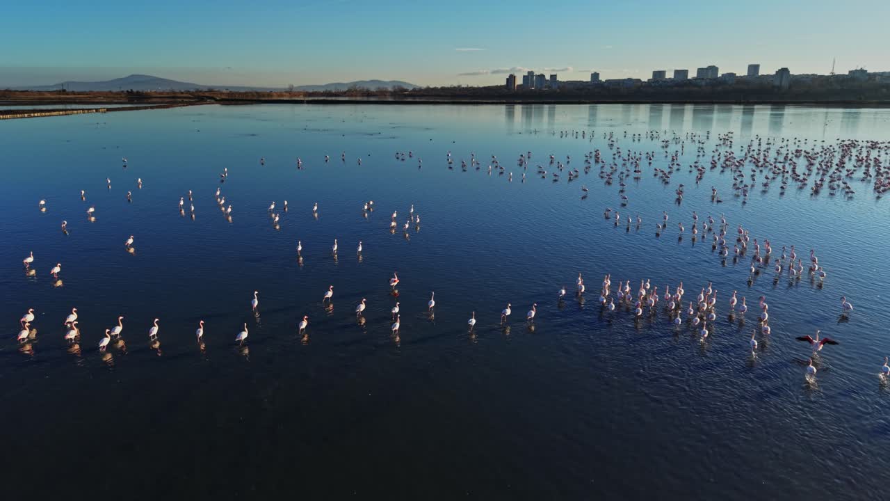 Flamingos gather in the water near city buildings during daylight hours