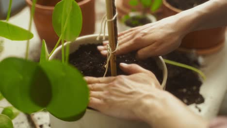 Crop-female-gardener-pressing-soil-in-pot