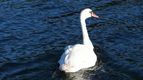 a beautiful white swan swimming and floating on the water of the norwegian coast in arendal, norway