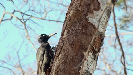 female black woodpecker uses sharp beak to peck bark of birch tree