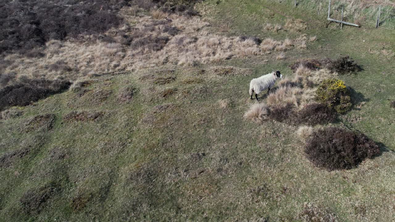 A Lonk Sheep Roaming Around The Heather Upland In North York Moors National Park Within The Bounds Of Goathland Village, England, UK