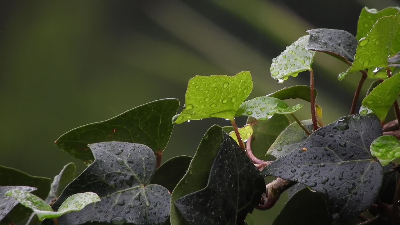 Close up of green ivy creeper plant leaves on a wall with rain drops falling during a rain storm
