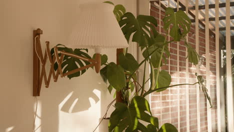 monstera standing in the living room