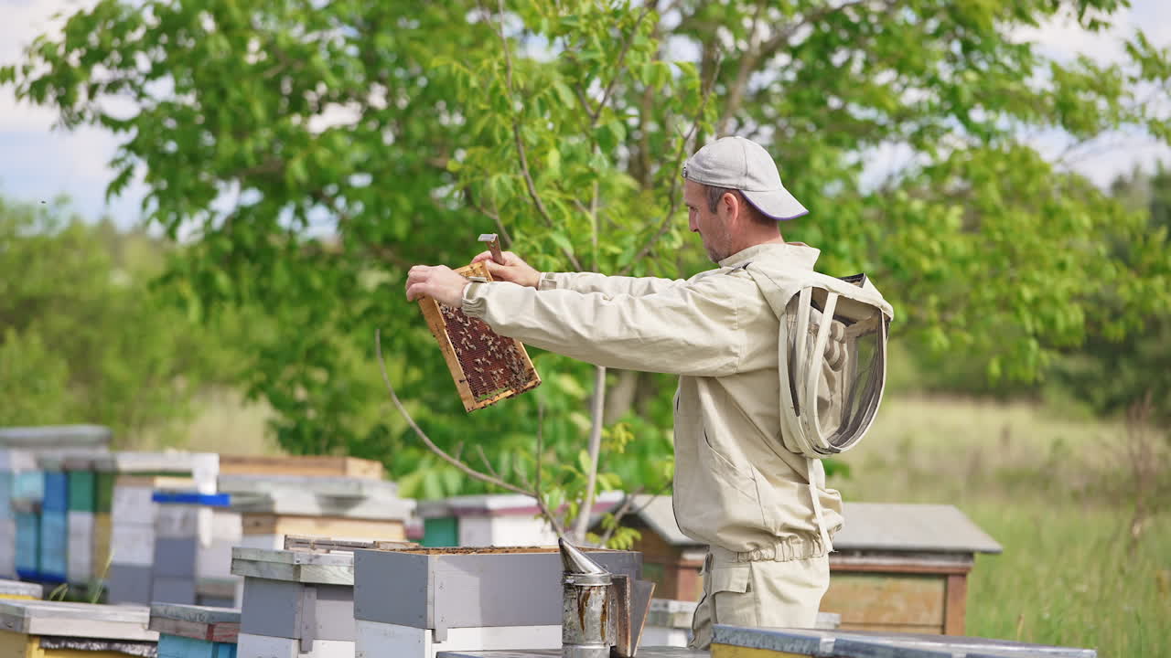 Busy apiarist looks through the frames in his hives. Examination of honey harvest at rural apiary on windy summer day.