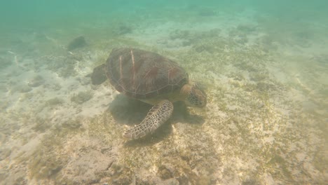 swimming underwater with a green sea turtle