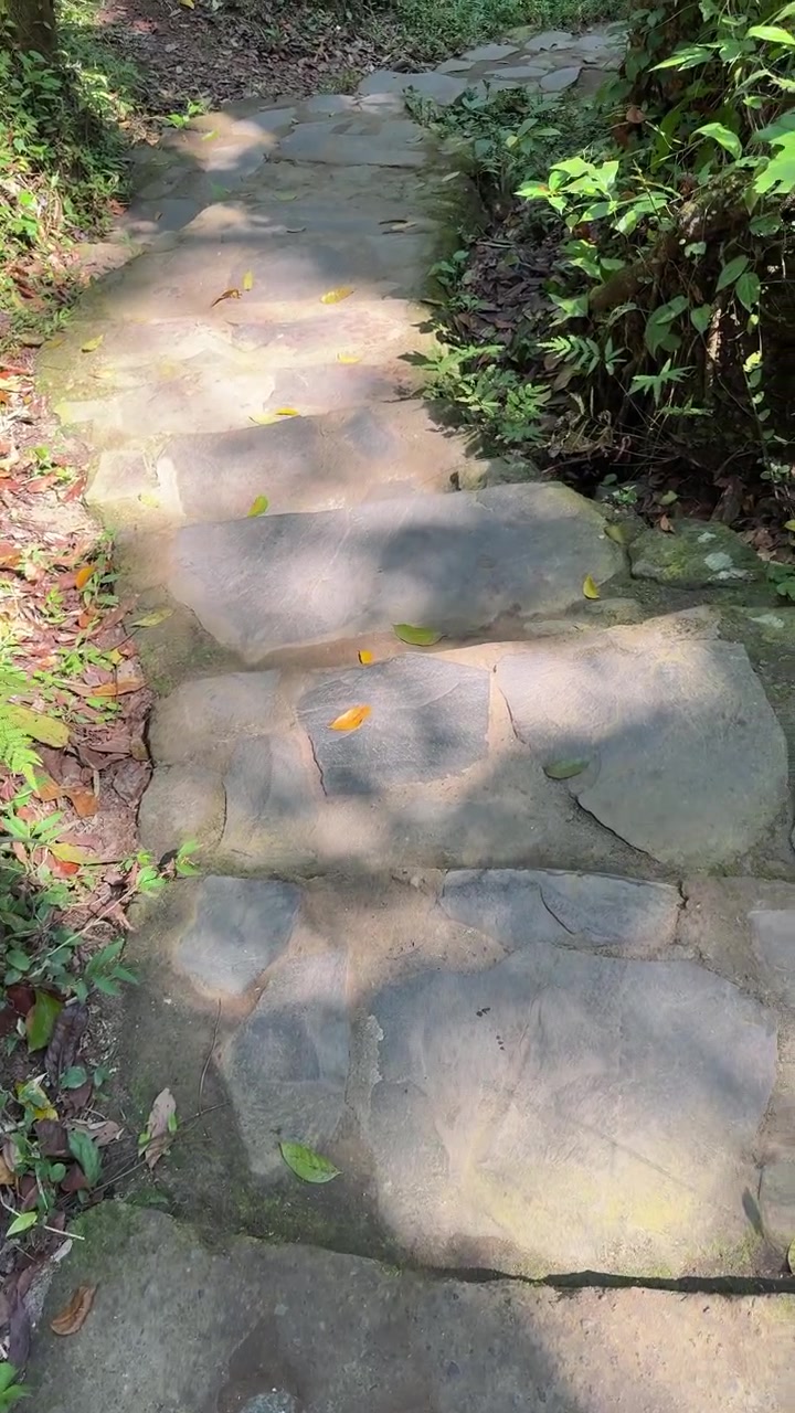Walking Down Stone Steps on a Forest Trail