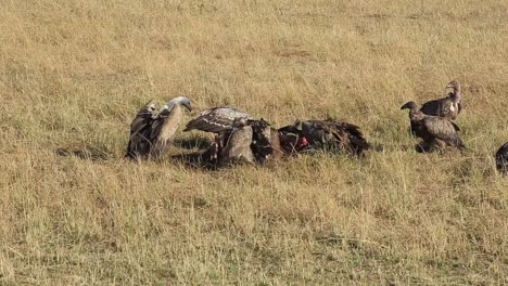 vultures vie for space to scavenge a wildebeest carcass in masai mara