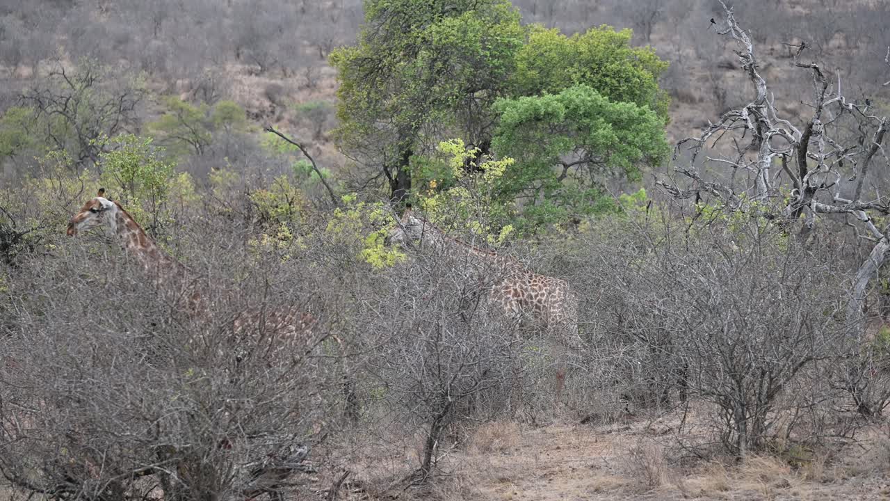 wild giraffes in Kruger National Park, South Africa