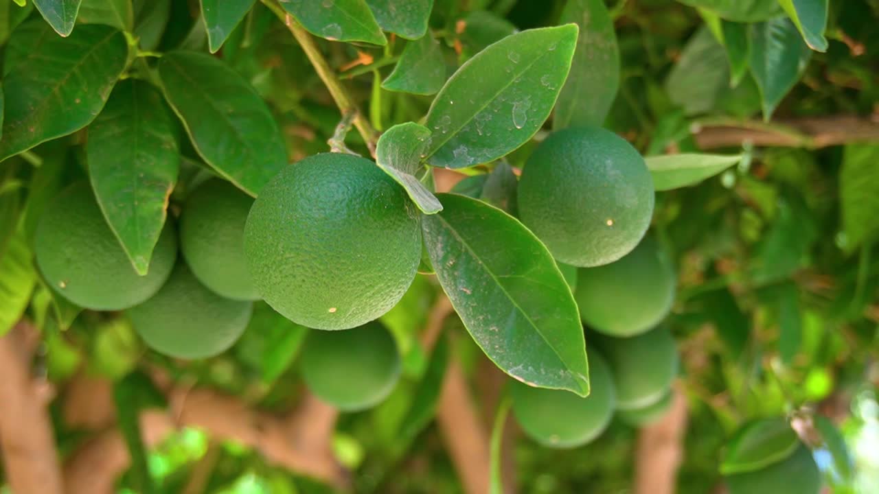 세부적인 텍스처와 함께 키프로스의 거리에 있는 라임 과일의 근접 사진