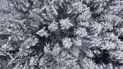 Drohne-Mit-Geradem-Blick-Nach-Unten-Beim-Aufstieg-über-Schneebedeckte-Bäume-Im-Wald