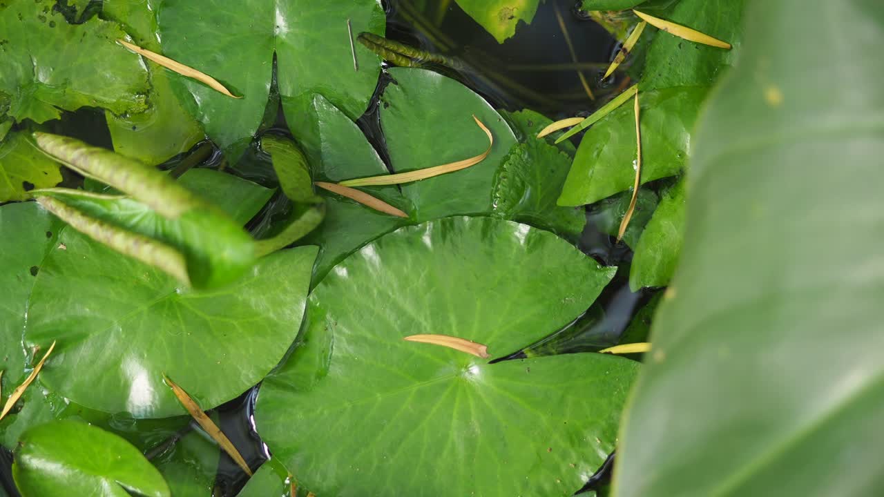 연못에 수련 패드