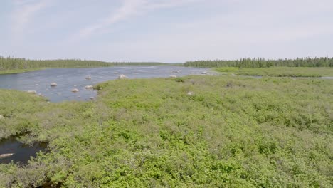 Drone-Push-Forward-Reveals-Expansive-Canadian-Brush-Beside-a-Tranquil-Lake