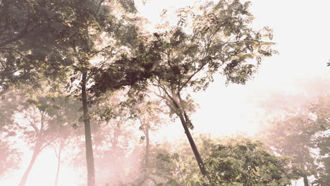 a forest path in the mist