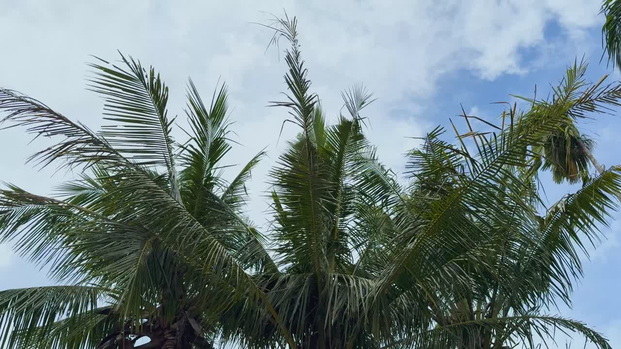 태국 푸켓의 푸른 하늘을 배경으로 천천히 흔들리는 종려나무 잎은 자연 조명과 함께 평온한 열대 분위기를 포착합니다.