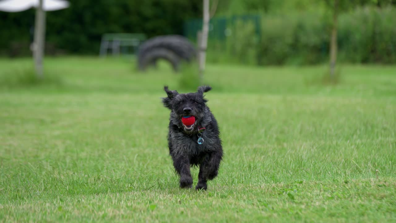 Young miniature Labradoodle dog running towards the camera in a field with a ball in it's mouth and ears flopping around in slow motion