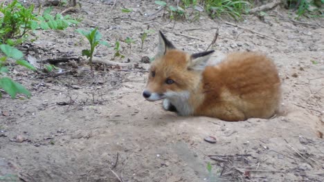 Cute-red-fox-cub-stands-in-the-grass-and-looks-at-the-camera