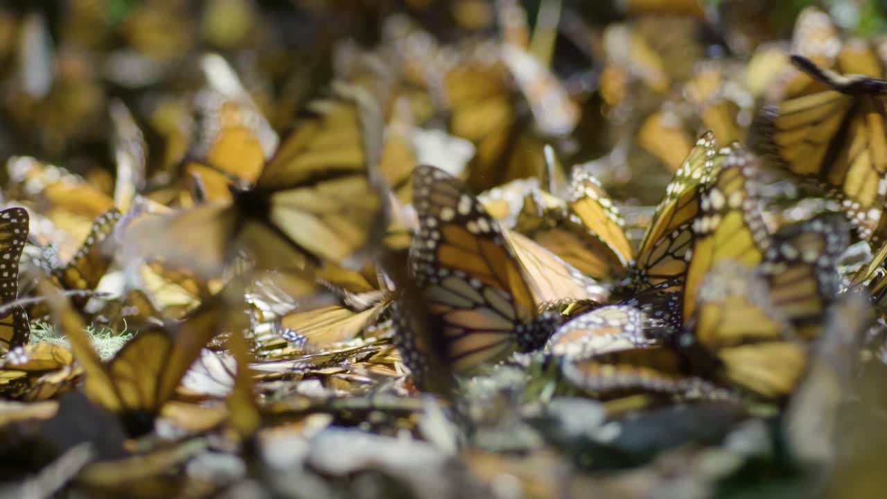 una impresionante exhibición de la naturaleza mientras miles de mariposas monarca se congregan en el suelo, sus alas naranjas y negras crean un patrón hipnotizante.