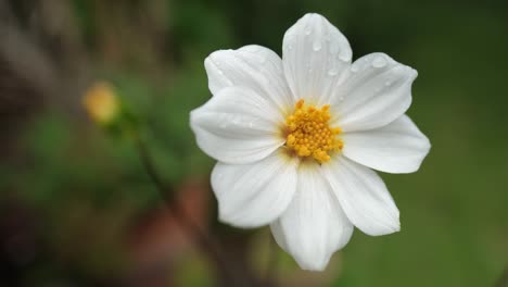 Close-up-of-white-flower-with-yellow-stamen,-steady-shot