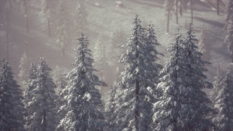 Winterschnee-Bedeckte-Kegelbäume-Am-Berghang