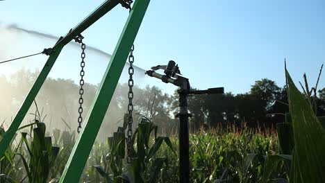 Maize-field-sprinkler-sprays-water-on-organic-corn-plants-safe-for-human-health,-slow-motion-shot