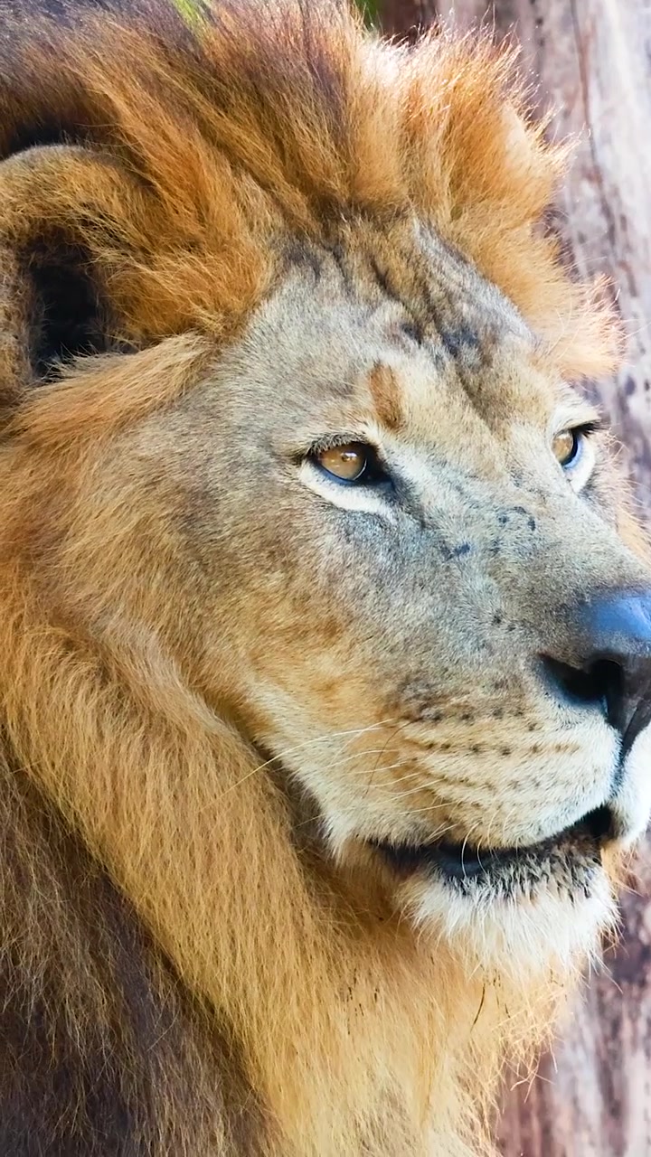 Lev hledící uprostřed bujné zeleně v zoo
