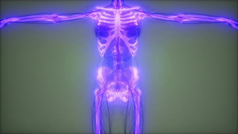 cuerpo humano transparente con huesos visibles