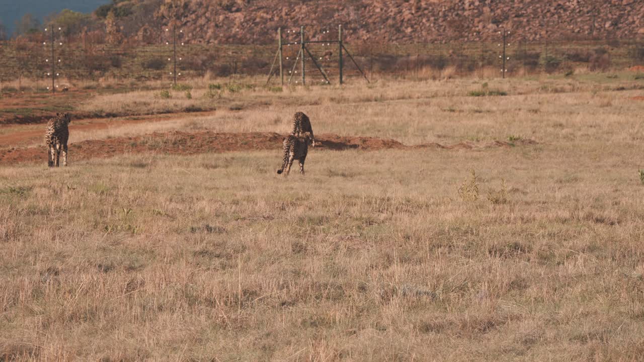 예비 울타리를 따라 아프리카 사바나 초원을 배회하는 치타