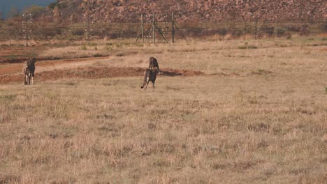 Geparden-Streifen-Durch-Afrikanisches-Savannengrasland-Entlang-Des-Reservezauns