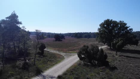 volando sobre un pequeño camino de tierra serpenteando entre campos de brezo y exuberantes bosques verdes en un día soleado