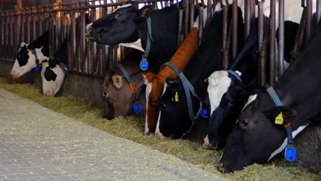 Turquía,-En-La-Granja-De-Vacas,-Vacas-Comiendo,-Ordeñando-Vacas,-Ordeño,-Leche