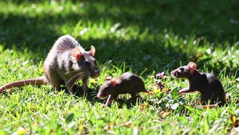 rats in a grassy area