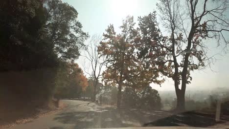 sun flares pass through the trees in a large cemetery